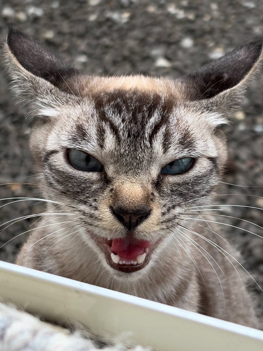 nsvlpea801's tweet photo. イカ耳🤣 https://t.co/sxH4QJwCA6