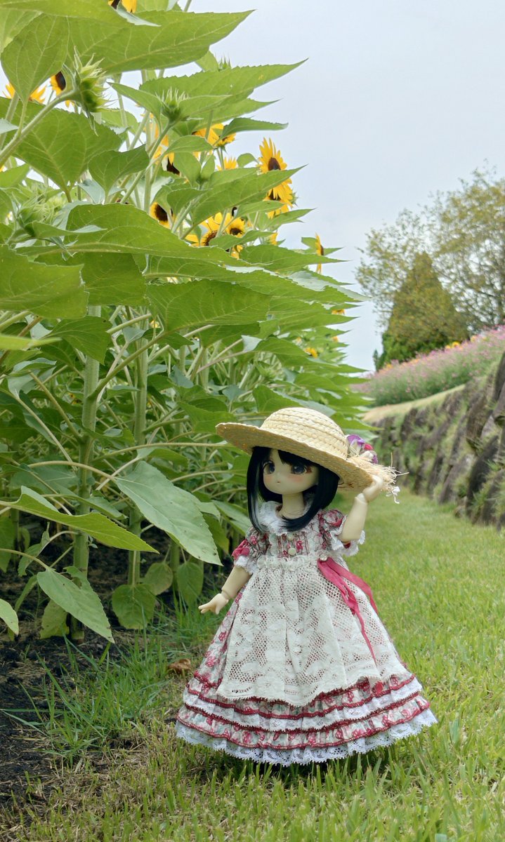 youknow_doll's tweet photo. 向日葵はどこかな？
(お花はだいぶ上🤭
#TinyFox https://t.co/PPYvZ8ta8X