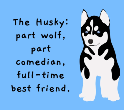 TheHuskyTeam's tweet photo. 🤣 https://t.co/CEt7v6w5RO