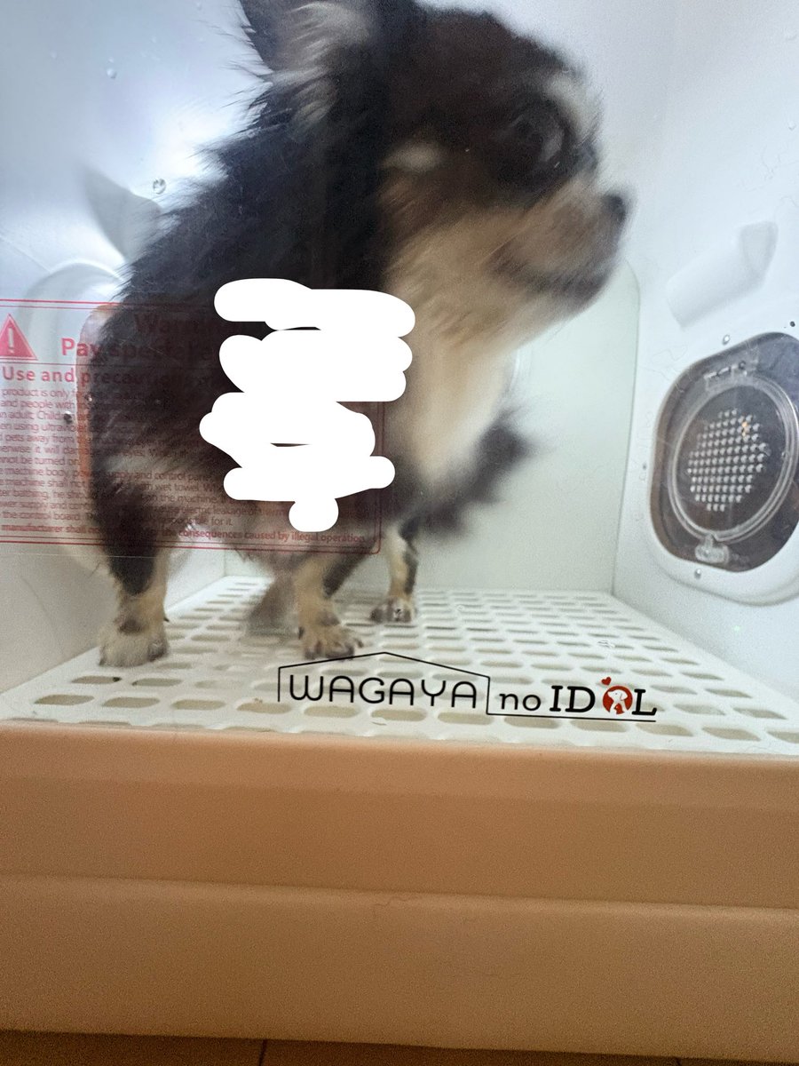 Izumo_0127's tweet photo. いずもさんなのかたぬきさんなのか https://t.co/aGbLrYsuJC