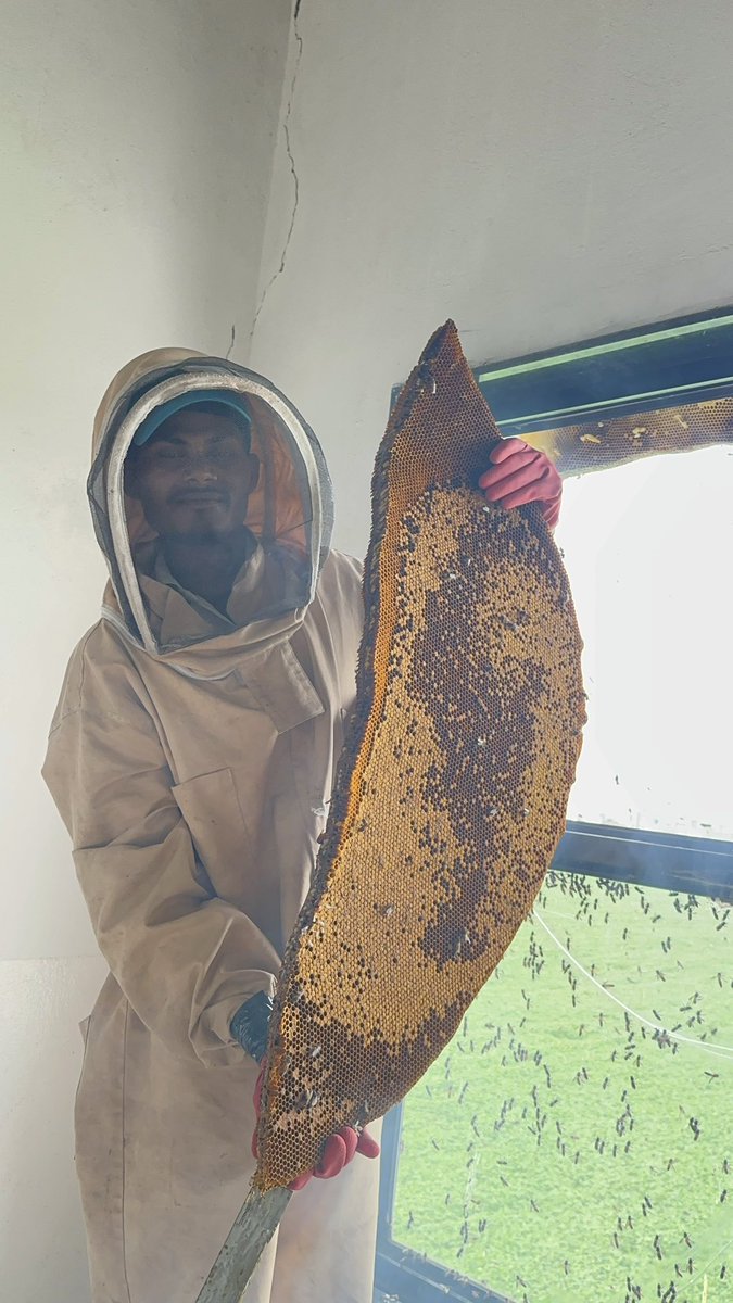 Madhulogy's tweet photo. Honey Education 

Such a large hive with 20g Honey 🍯 

Madhulogy don’t claim fake honey by showing large hives. We sell only what we get naturally. https://t.co/EzbEJQ1CGw