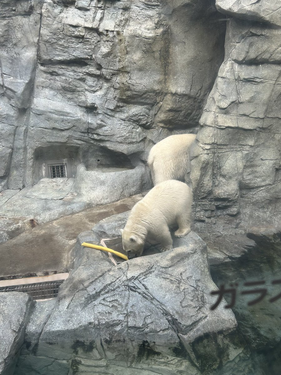 0704Bluemoon's tweet photo. 男鹿水族館行ってきた！
やっと観に行けたもも太は可愛かったし、アザラシのファンサ最高だった！

ぬいぐるみのクジ引いて可愛い子お迎えした🩷 https://t.co/6ySYDEkOQb