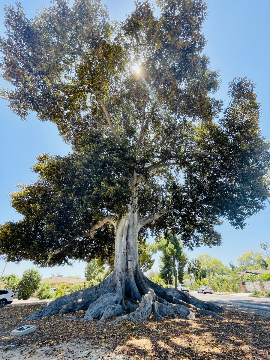 PJINTHEGARDEN's tweet photo. Good morning from my corner of the universe…Met a new friend yesterday…Can’t wait to visit again.. #Treepeople #Treesarelife #lovemotherearth https://t.co/8ZAsGhMB45