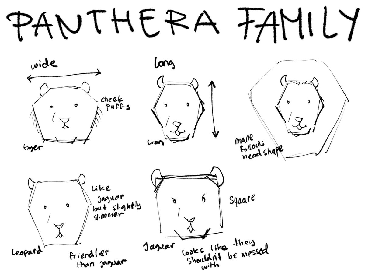 pawfizzikit's tweet photo. been practicing how to draw cats and this is all i can conclude on how to draw the panthera subfamily https://t.co/dy5flfZbQr