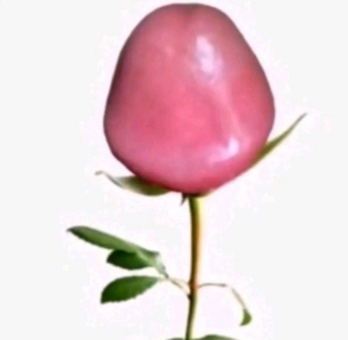 melancoholikaa's tweet photo. quiero que me regalen flores https://t.co/WsU0LZz6qx
