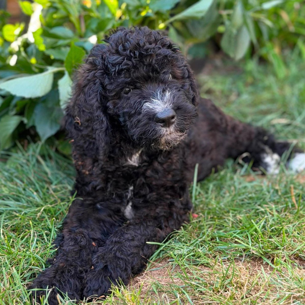 team_greenacres's tweet photo. Meet Ollie, a gorgeous 9 week old Bernese Mountain Dog x Standard Poodle puppy who is ready to find his forever family

🐶He arrived in our care as a very young pup & has been lovingly raised in a foster home, where he has enjoyed all the sights & sounds of family life

🐶Ollie is well socialised with people, other animals & the hustle & bustle of a busy home

🐶He is a happy, affectionate youngster with a wonderful temperament  

🐶He is expected to grow into a large, active dog

🏡Ollie is now looking for an active, committed family who can continue giving him the very best start in life

🏡Like all puppies, Ollie has lots to learn, so he will need a home where someone is around for much of the day, can dedicate plenty of time to his ongoing training, socialisation & all the adventures that come with raising a young dog

🏡He is expected to grow into a large, active dog, so prospective adopters should be prepared for his exercise & grooming needs as he matures

🏥Ollie will leave Greenacres Rescue with a neutering contract & his new family will be required to have him neutered once he is old enough🏥

🏡If you're looking for a loyal companion to grow alongside your family, Ollie could be the perfect addition

🏡If you think you can offer Ollie the right home, please complete the application form by following the link below👇

🔗
https://t.co/clxuFc0wGP

📝FYI: Applications are processed Monday to Thursday. Please be patient, our Rehoming Team will be in contact with you as soon as possible📝

🏡🏥All successful applications are subject to home & Vet checks🏥🏡

📍Our animals are based in #Pembrokeshire South West #Wales While we do rehome across the UK, please keep our location in mind because visits to the centre are essential. We may also prioritise homes that are closer to the rescue 

For full details on our adoption process please visit: 

🔗 
https://t.co/P5YZxvile6

Can't adopt right now? The best way to help an animal in need is to:

🔁SHARE THEIR POST so it reaches their forever home🔁

📝Engage with their post by leaving a comment or an emoji because this helps with the X algorithm📝

Thank you for considering adoption & for helping us find a truly special home for Ollie 💚🙏💚

#teamgreenacres #rescue #k9hour #rehomehour #teamzay