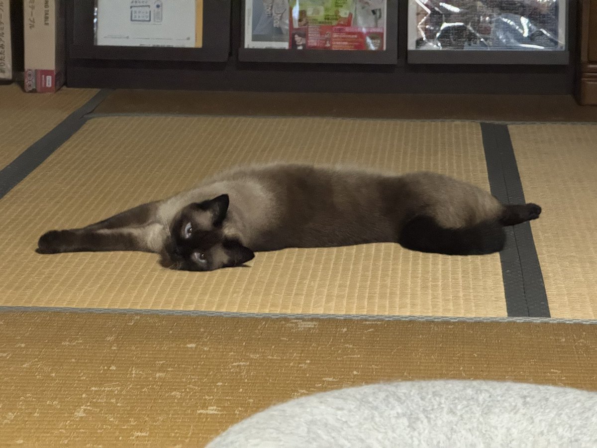 raio2000's tweet photo. ビヨーン❣️
モカちゃん長いねー🥰

#猫のいる暮らし  #シャムミックス  #猫 https://t.co/RNjRE2feuc