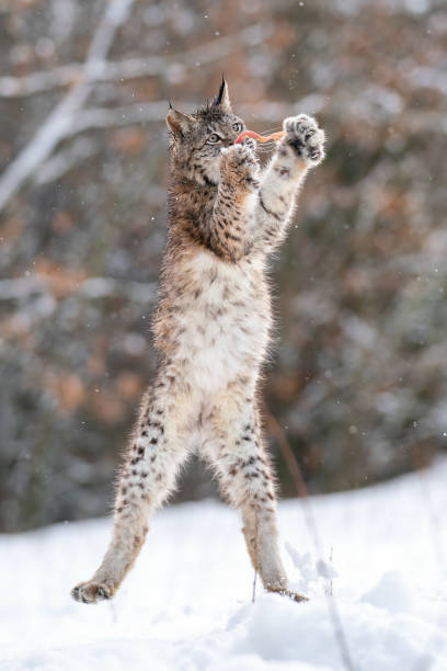 robertR1hesteVc's tweet photo. 桜満開の公園でわんちゃん大はしゃぎ🌸🐕 https://t.co/CAkbyubhdC