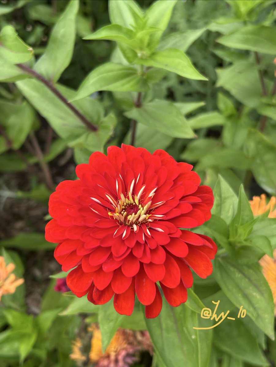 ivy_l0's tweet photo. Blooming in summer.#photography #graden #flower https://t.co/keFudmmdgy