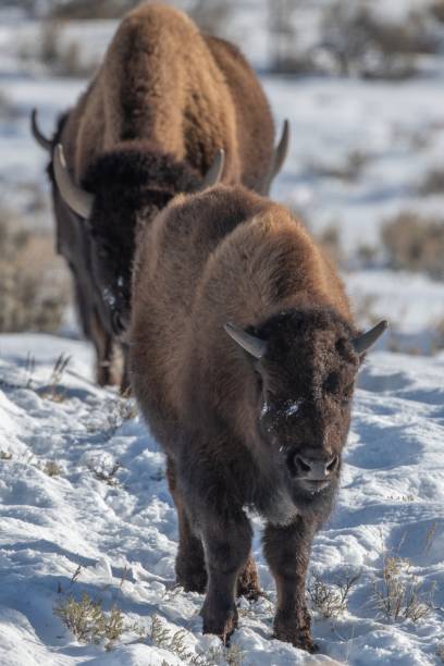 marcosR8hintoLS's tweet photo. 桜トンネル散歩中🌸🐱🐶 https://t.co/dMlydYLqa8