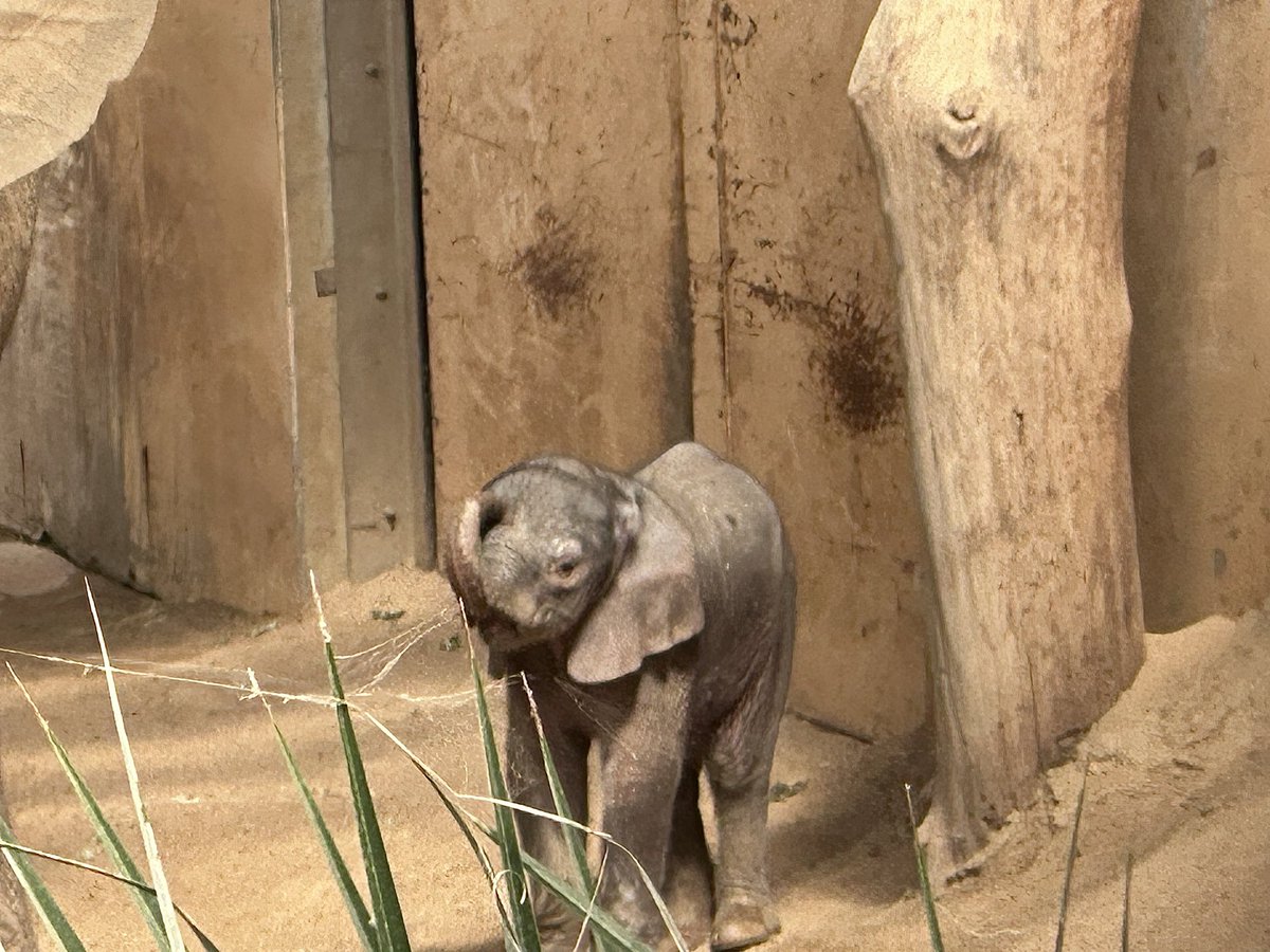 jockschat's tweet photo. #Magdeburg: nicht nur #Wissenschaft, sondern auch #Lebensqualität. Der #Zoo hat einen neuen, noch schüchternen Star: ein drei Tage altes Elefantenjunges.
Magdeburg: not only #science, but also #qualityoflife. The zoo has a new star, still a bit shy: a three day old baby elephant https://t.co/INAvSkc3jy
