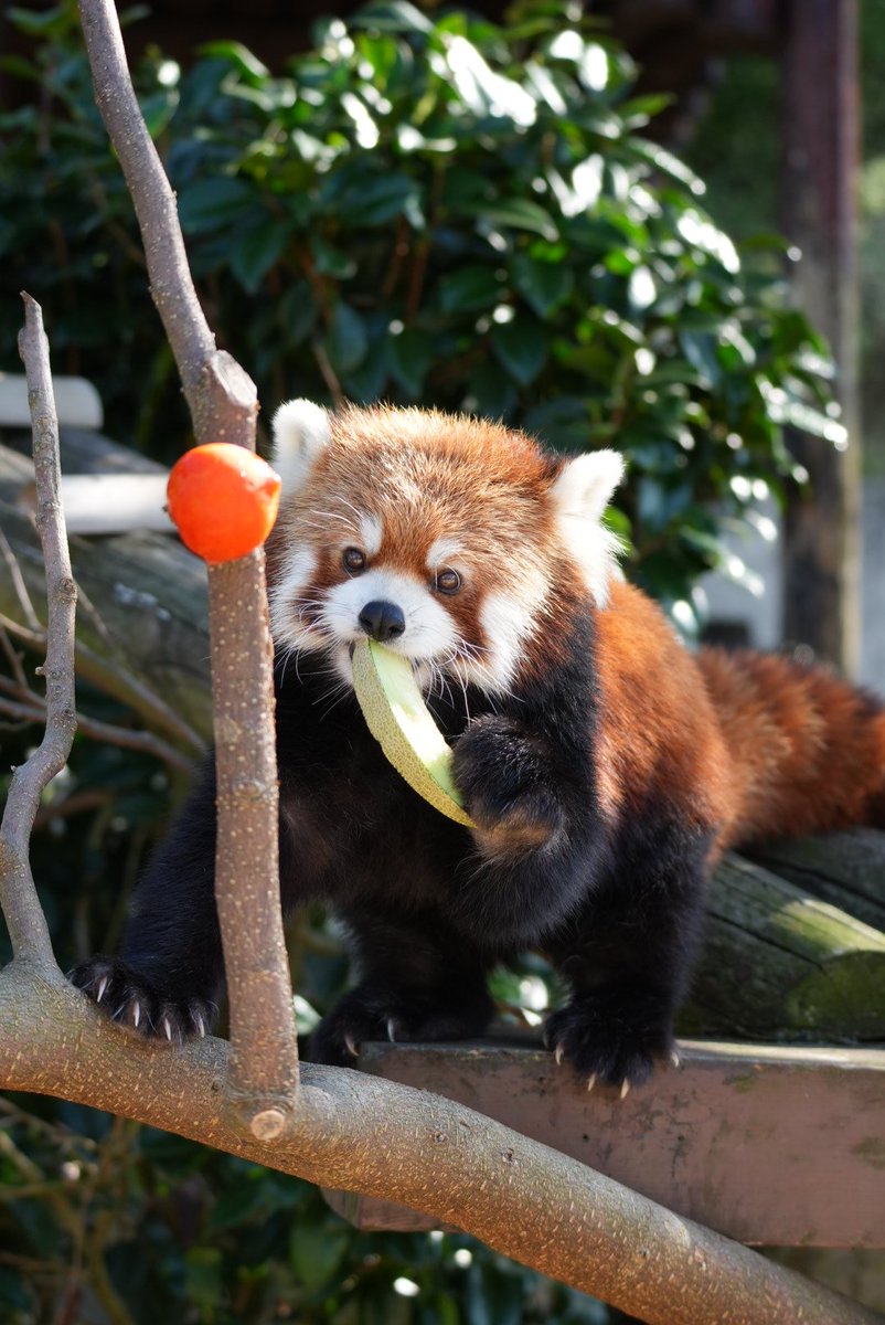 curemofmof's tweet photo. メロン🍈うまうま
#大森山動物園 #ひなた #レッサーパンダ https://t.co/zWzWOWWhba