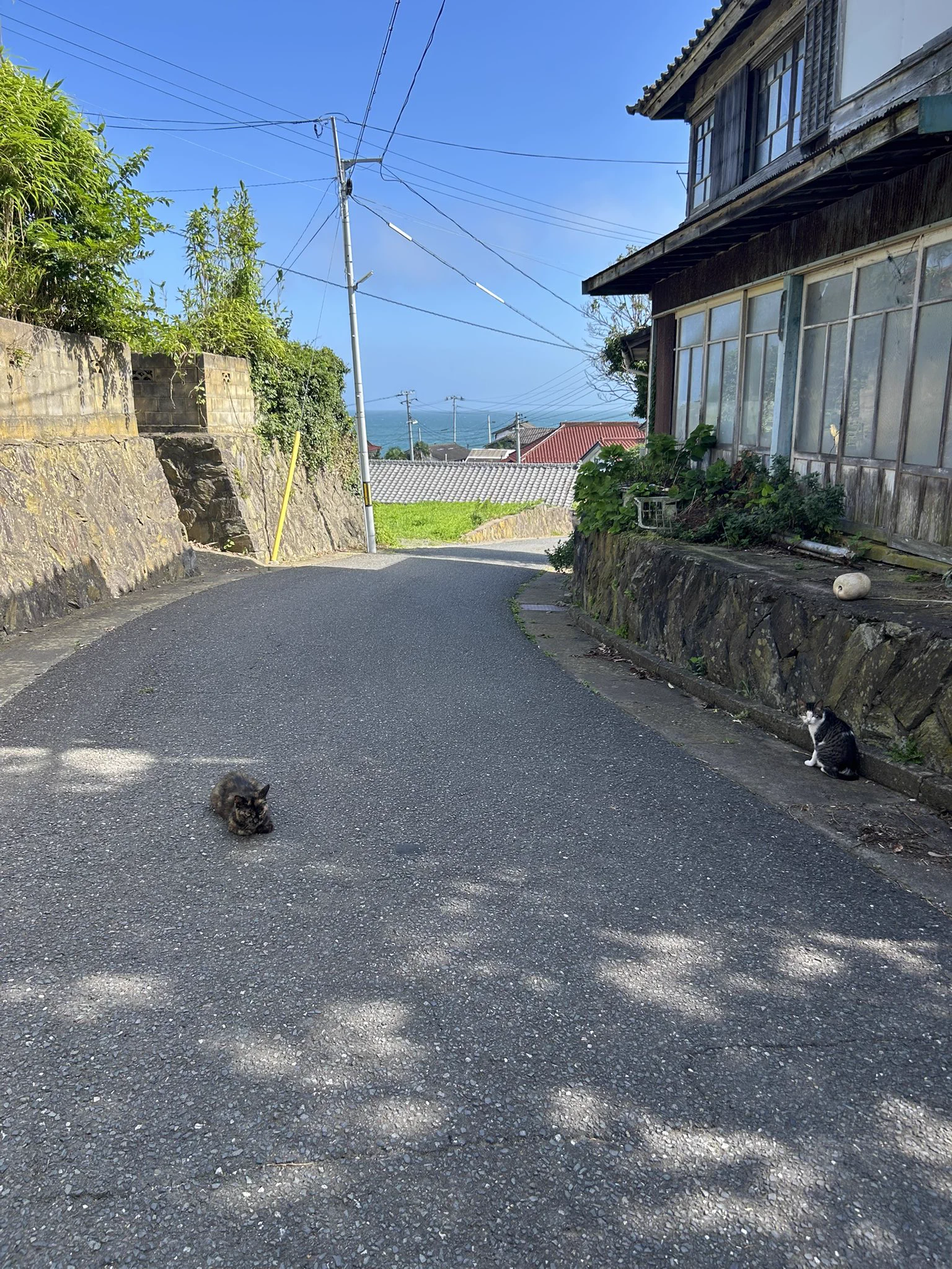 ユキちゃん on X: 