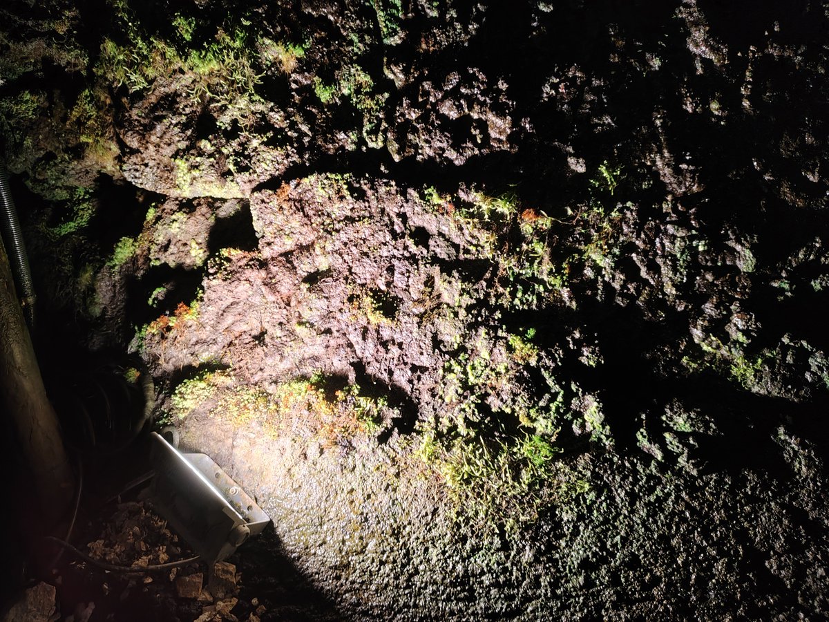 R_3001NE's tweet photo. 洞窟の中の苔
光が当たってる部分が特に生えてた https://t.co/4zHKtvzaFQ