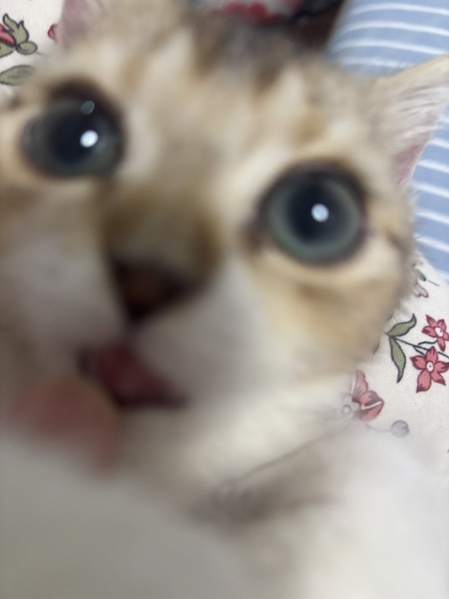 bestsatooo's tweet photo. #cat https://t.co/GEeXS0VEa6