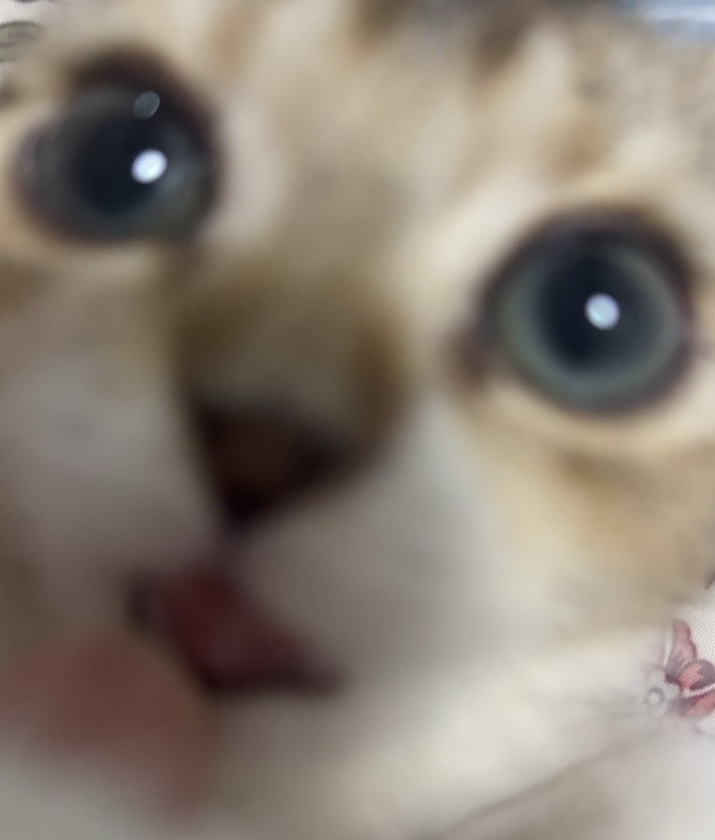 bestsatooo's tweet photo. #cat https://t.co/GEeXS0VEa6