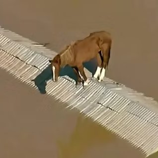 AcervoCharts's tweet photo. Símbolo das enchentes de 2024, o cavalo Caramelo vai ser papai.

O potrinho deve nascer no ano que vem. https://t.co/DLrBxzaDd1