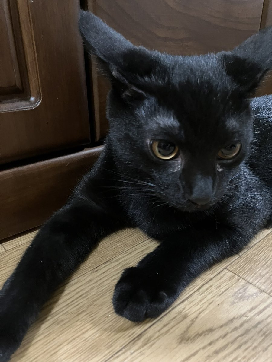 __8taro__'s tweet photo. 猫に会いたい(*ΦωΦ*) https://t.co/nxCZkSwHnf