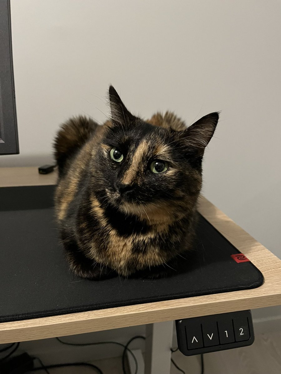 MaximeTaiyo's tweet photo. #catday ❤️ https://t.co/84CclhyNBB