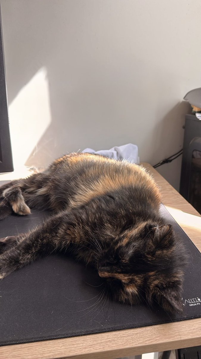 MaximeTaiyo's tweet photo. #catday ❤️ https://t.co/84CclhyNBB