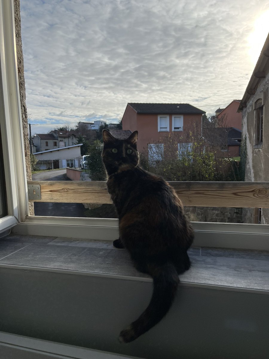 MaximeTaiyo's tweet photo. #catday ❤️ https://t.co/84CclhyNBB
