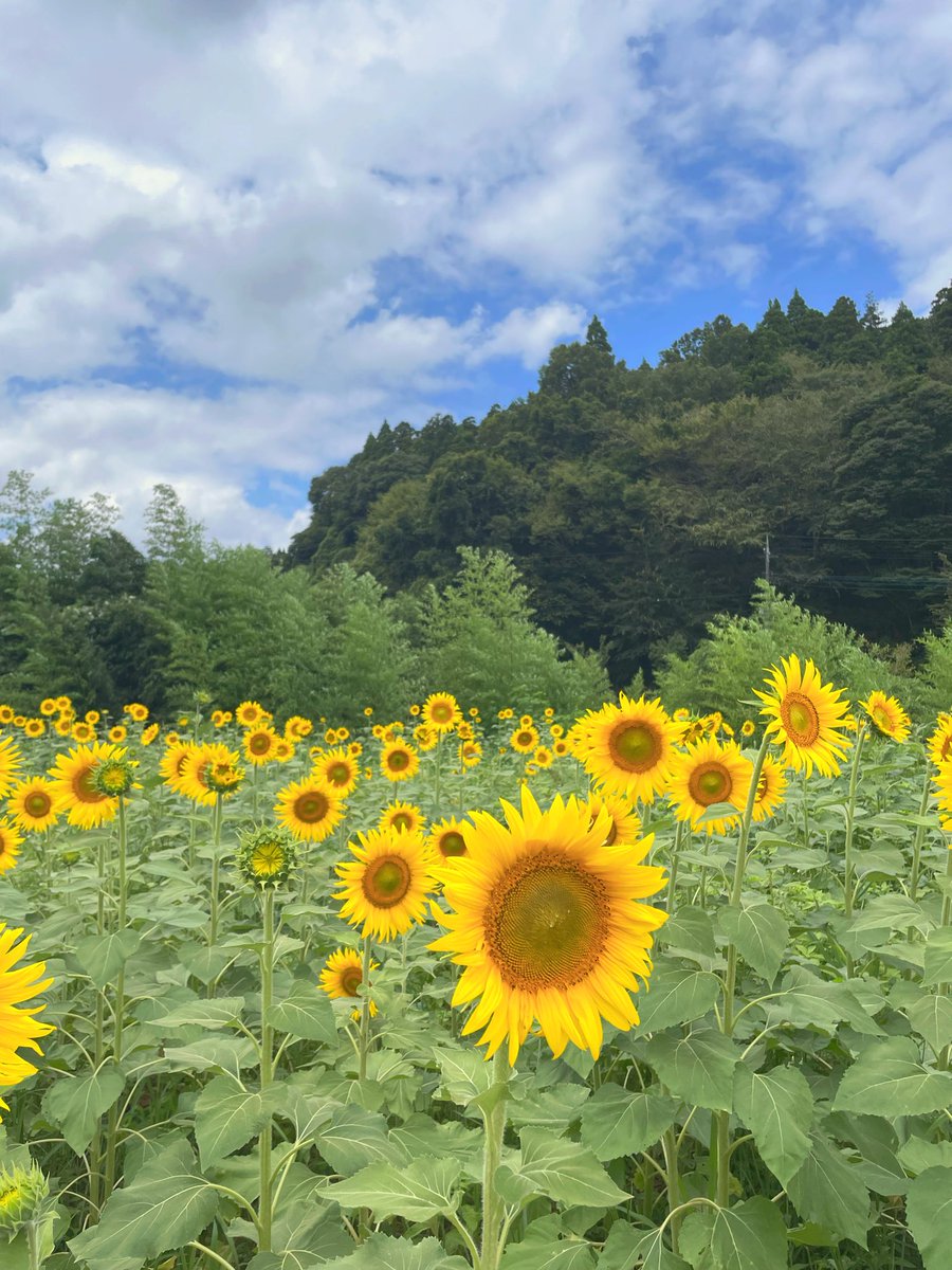 mg_mgmg01's tweet photo. この前見に行ったひまわり畑🌻
暑さに負けず元気に咲いていて、なんだか元気をもらった🙌 https://t.co/VwYIqtP86v