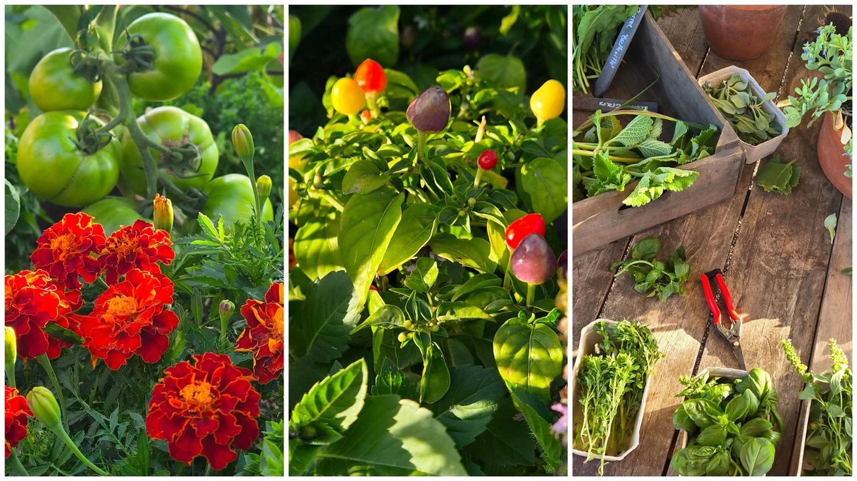 VisitSurrey's tweet photo. Seasonal produce, fire-cooked food and one of Britain’s most beautiful gardens: the RHS Wisley Dining Club transforms an evening at @RHSWisley into an unforgettable garden-to-table experience of cocktails, music and feasting: https://t.co/n3uCZh4a1m 🌱✨️ @FoodChatMatt https://t.co/QoXBN2jcu1
