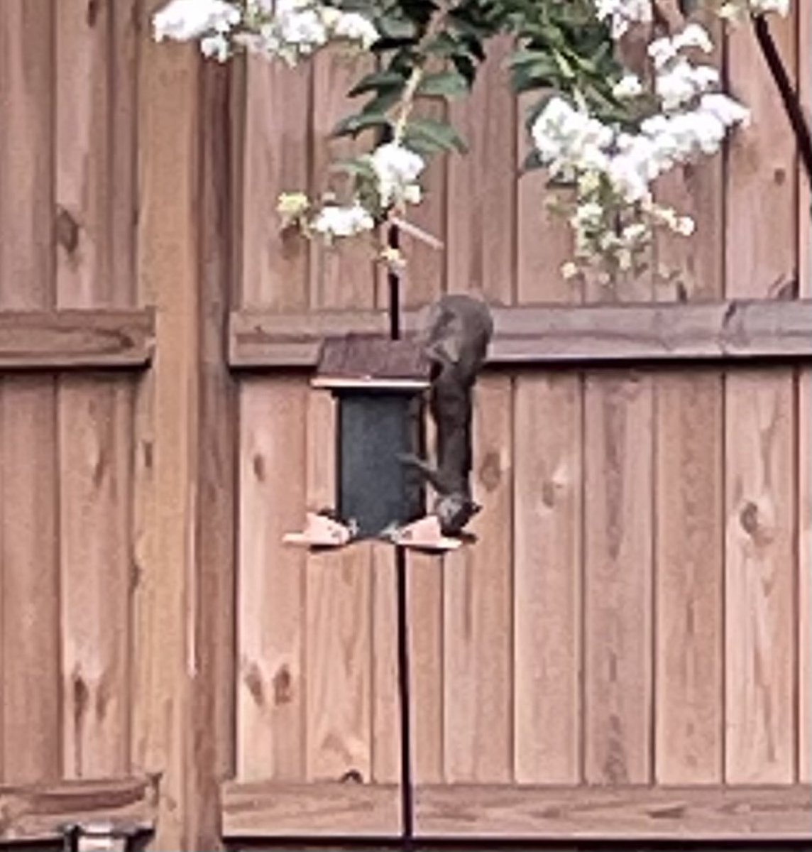 NotOld_Vintage's tweet photo. So much for the “squirrel proof” bird feeder. It took Tom Jr here about 30 minutes to figure it out. https://t.co/roiqavLT1p