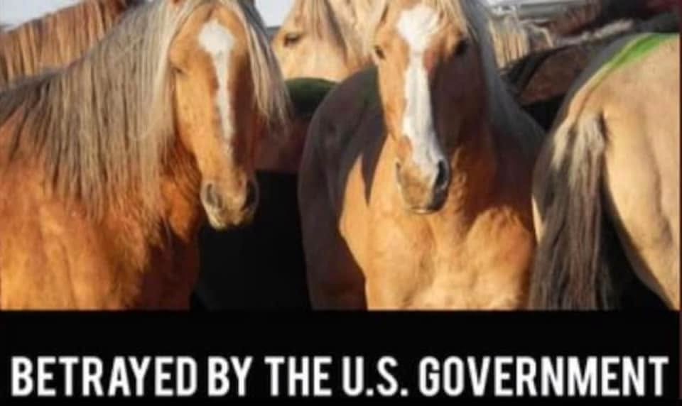 meliorist59's tweet photo. ๐จPETITION๐จ
Livestock NOT HORSES decimate the land. Still the corrupt BLM and USFS are in such a mad rush to remove our last #WildHorsesAndBurros to hell on earth, in holding pens without shade. Many foals are killed by helicopter chases.
#StopRoundupsNOW
https://t.co/nTi70nfqFm https://t.co/uxE9wDgTRC