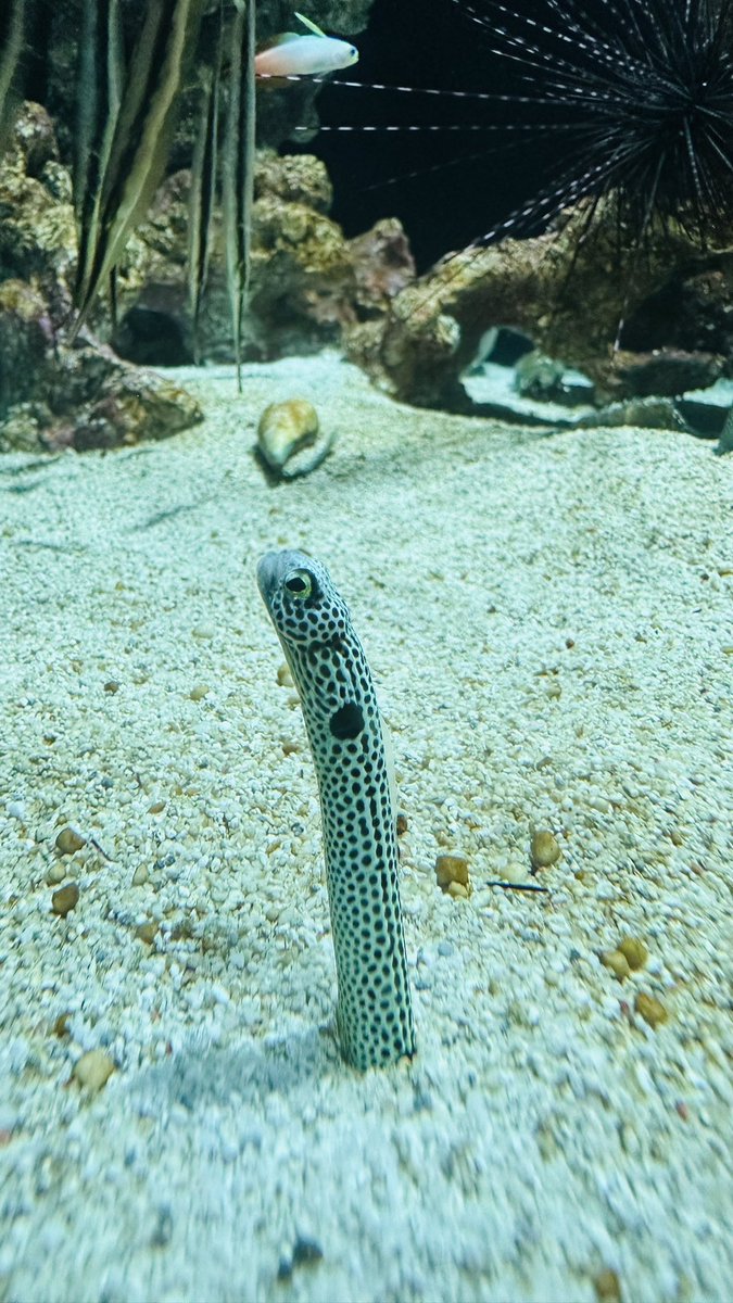 marysnomog's tweet photo. 暑い日には水族館よねぇ🐟 https://t.co/vDueTUVgLY