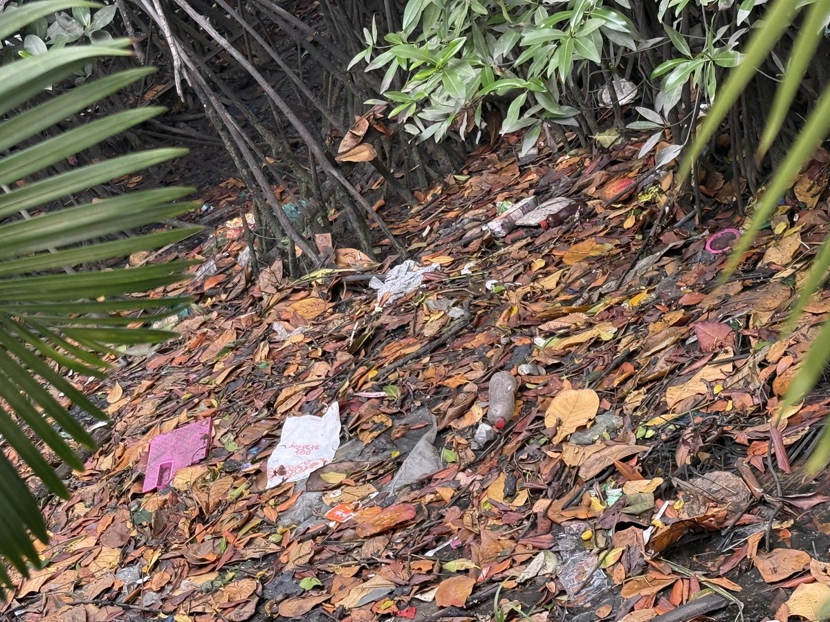 mercyre's tweet photo. La #Alcaldíadetodos  tiene así el estero y cuando vienen a limpiar (cada año) cortan los mangles en vez de sacar la basura como se debe! 
“Así se hace Guayaquil” dice el jingle, así retrocede Guayaquil debería decir 😔 @MedioAmbienteSV #Guayaquil https://t.co/NPJAkuJs1u