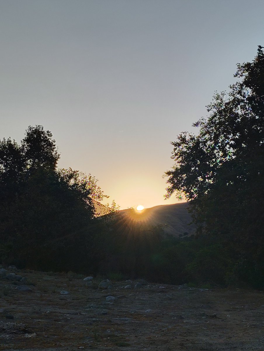 Daniel06277943's tweet photo. A few sites from my Early morning walk. Sunrise behind you oak trees a Grove of naval oranges topped with a Grove of avocados and to cap it off bunny rabbit have a wonderful day https://t.co/XlNySc2pbH