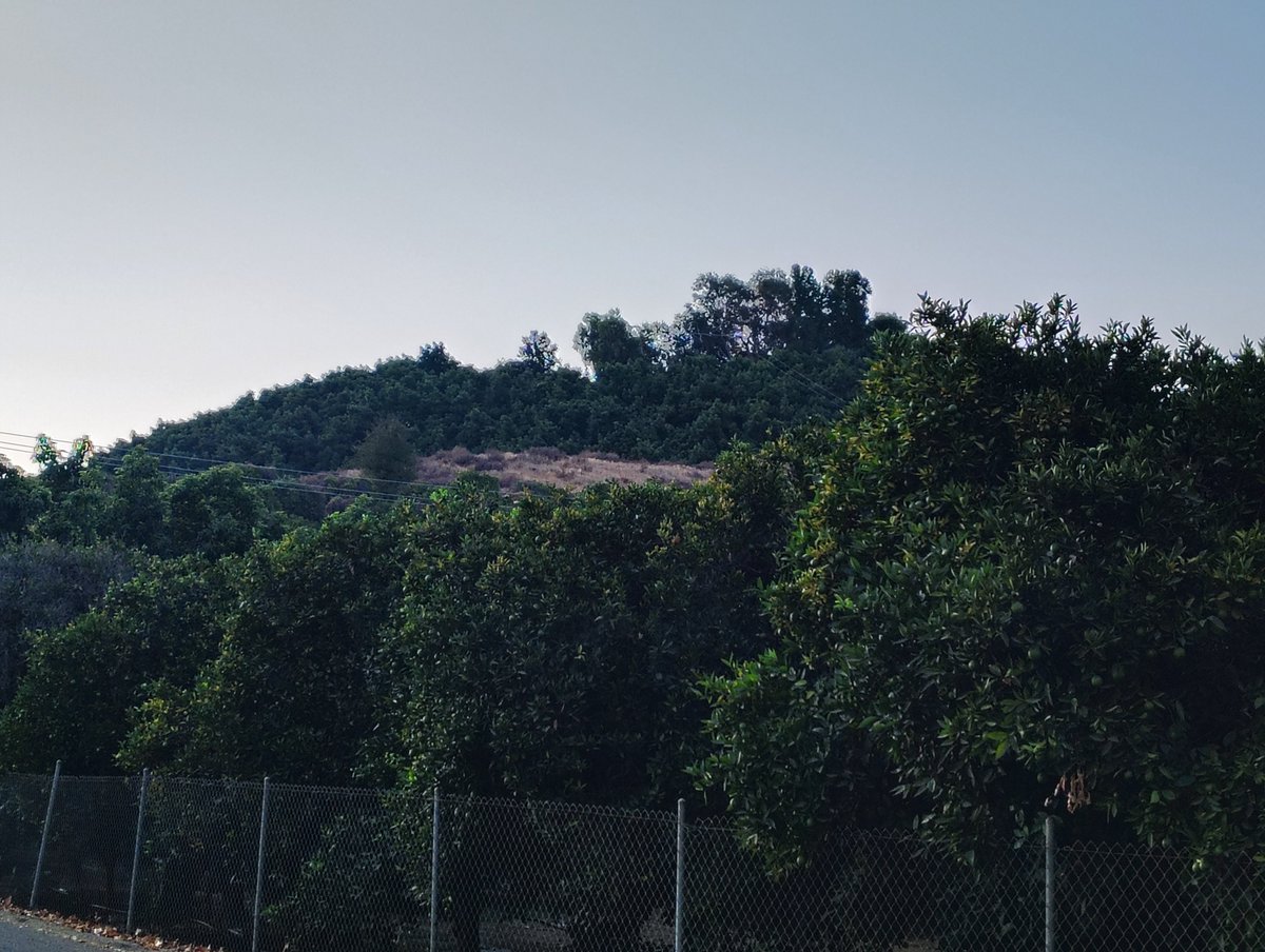 Daniel06277943's tweet photo. A few sites from my Early morning walk. Sunrise behind you oak trees a Grove of naval oranges topped with a Grove of avocados and to cap it off bunny rabbit have a wonderful day https://t.co/XlNySc2pbH