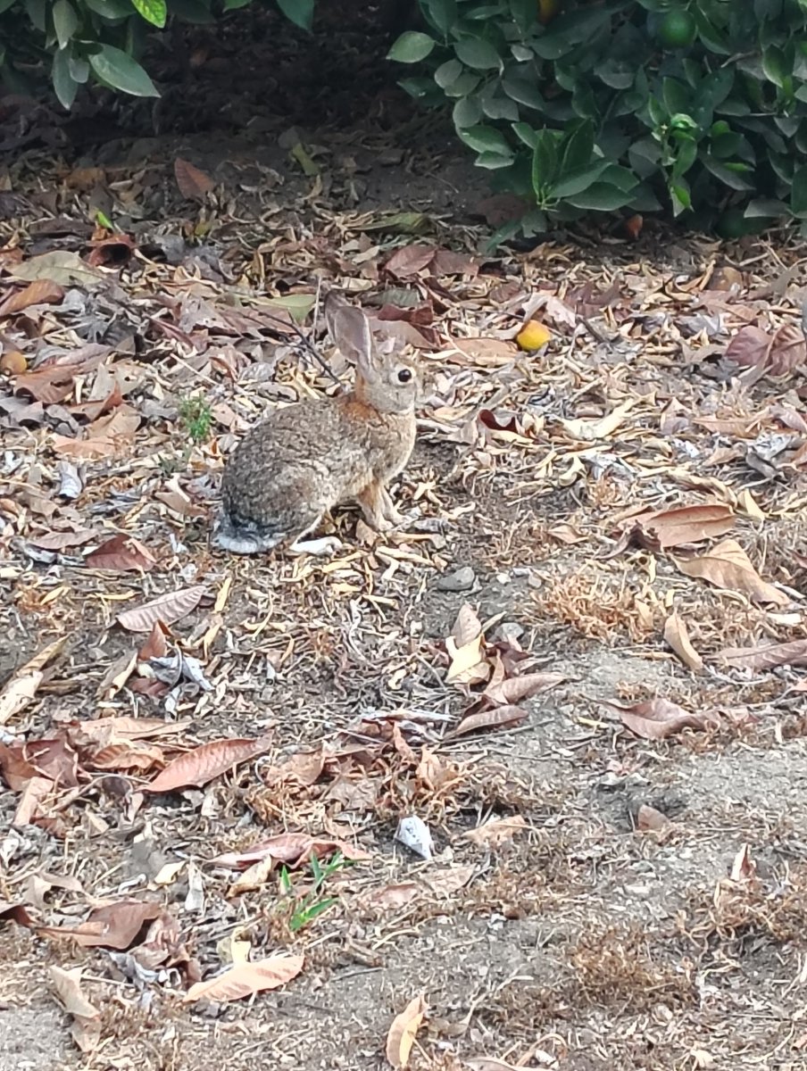 Daniel06277943's tweet photo. A few sites from my Early morning walk. Sunrise behind you oak trees a Grove of naval oranges topped with a Grove of avocados and to cap it off bunny rabbit have a wonderful day https://t.co/XlNySc2pbH
