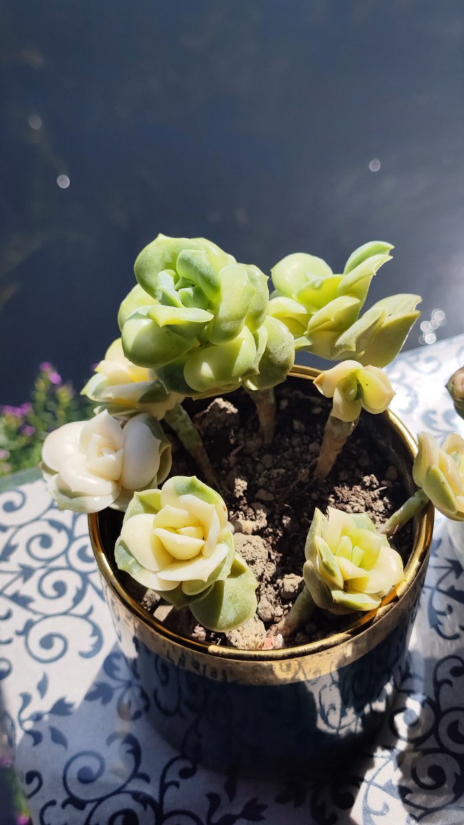 ben_phet's tweet photo. Turn an old mason jar into a cute mini planter with just a bit of paint and some succulents—zero fancy tools needed! https://t.co/K03QbEQvTA