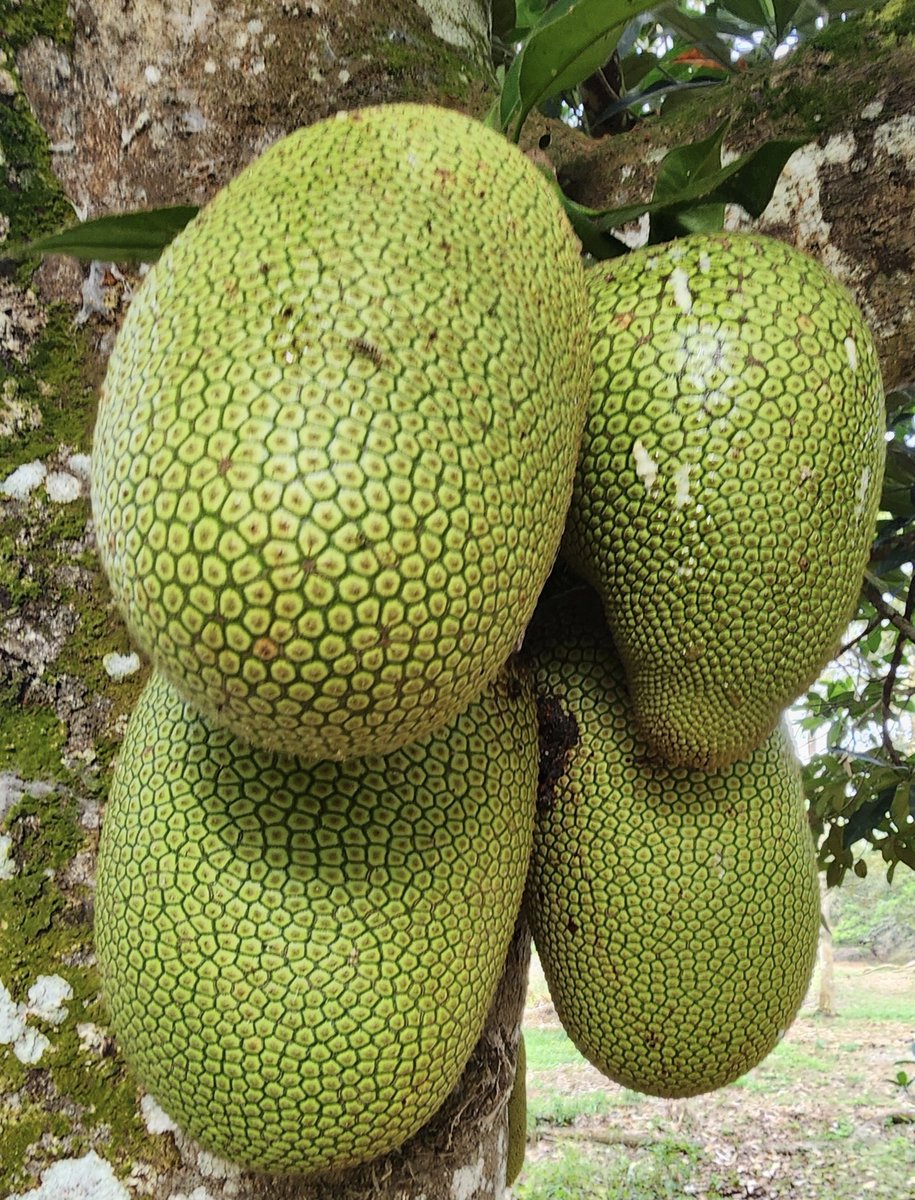 NikYahya2's tweet photo. CEMPEDAK...Buah kesukaan aku ni berlambak di Setiu,Terengganu.RM1 sekg.0 Alhamdulillah memang menjadi tahun ini.Byk tuannya bg free je kpd jiran2.Nak jual tak berbaloi. Aku suka buat buburmAnda? https://t.co/Nz9g6VHDOk