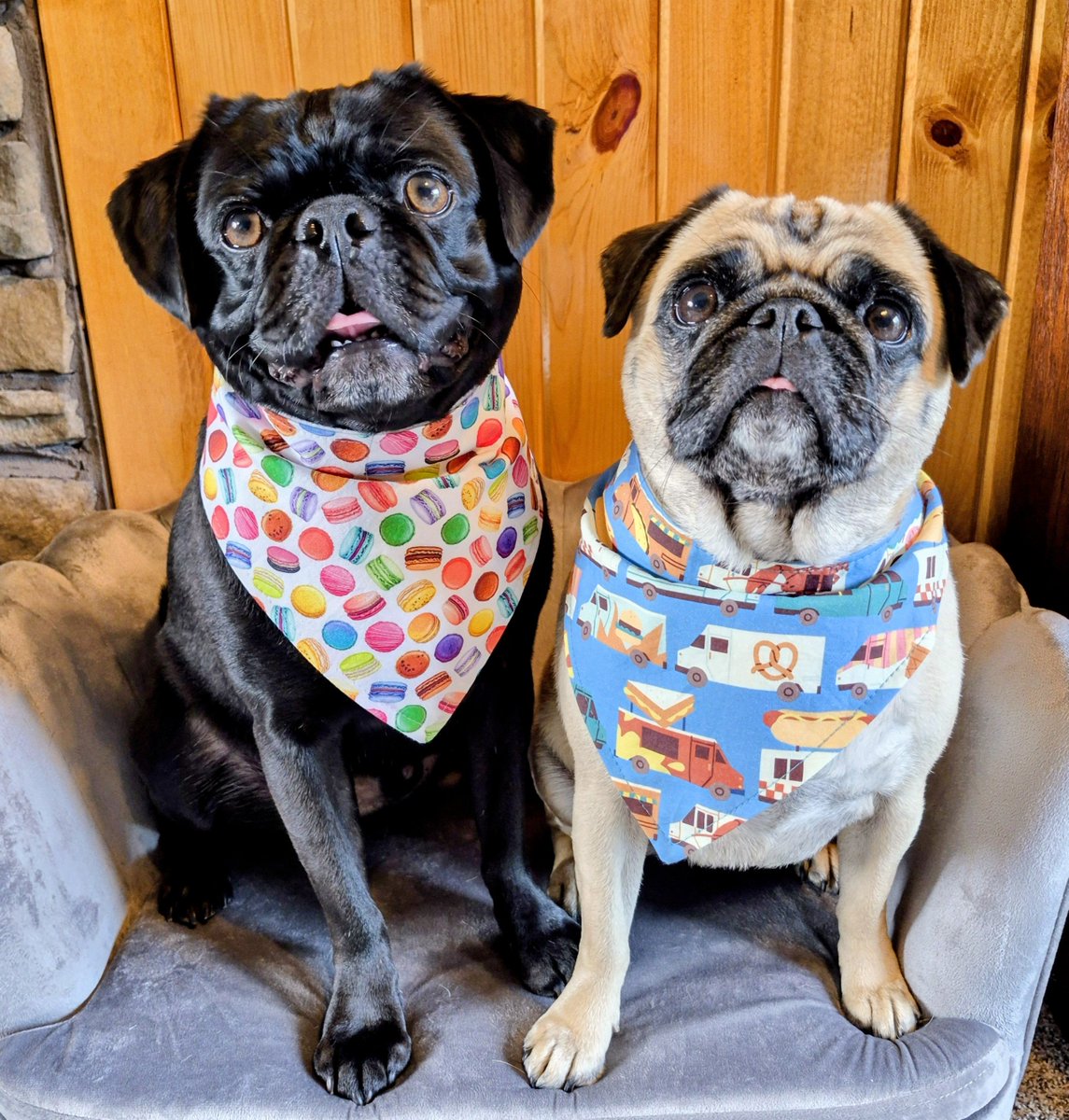 mommasboymushu's tweet photo. Happy Sunday pals. Nothing much going on today. We want to show you are pawsome new bandanas from @Bark_Beyond.  How do we look? #PrettyPugs #Zinny #Winny #puglife #PicturePerfectPugs #dogsoftwitter #dogsofx #ShopSmall #SmallBusiness https://t.co/G7xWdgrZPc