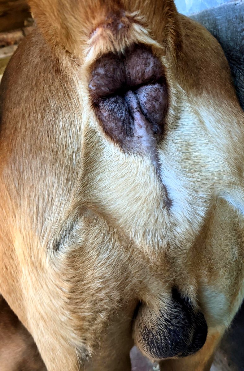KimXoXos0's tweet photo. Paws and knotts🐾❤️ https://t.co/NzroXvoCgU