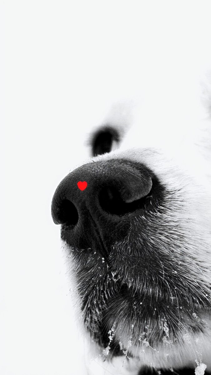 KimXoXos0's tweet photo. Paws and knotts🐾❤️ https://t.co/NzroXvoCgU