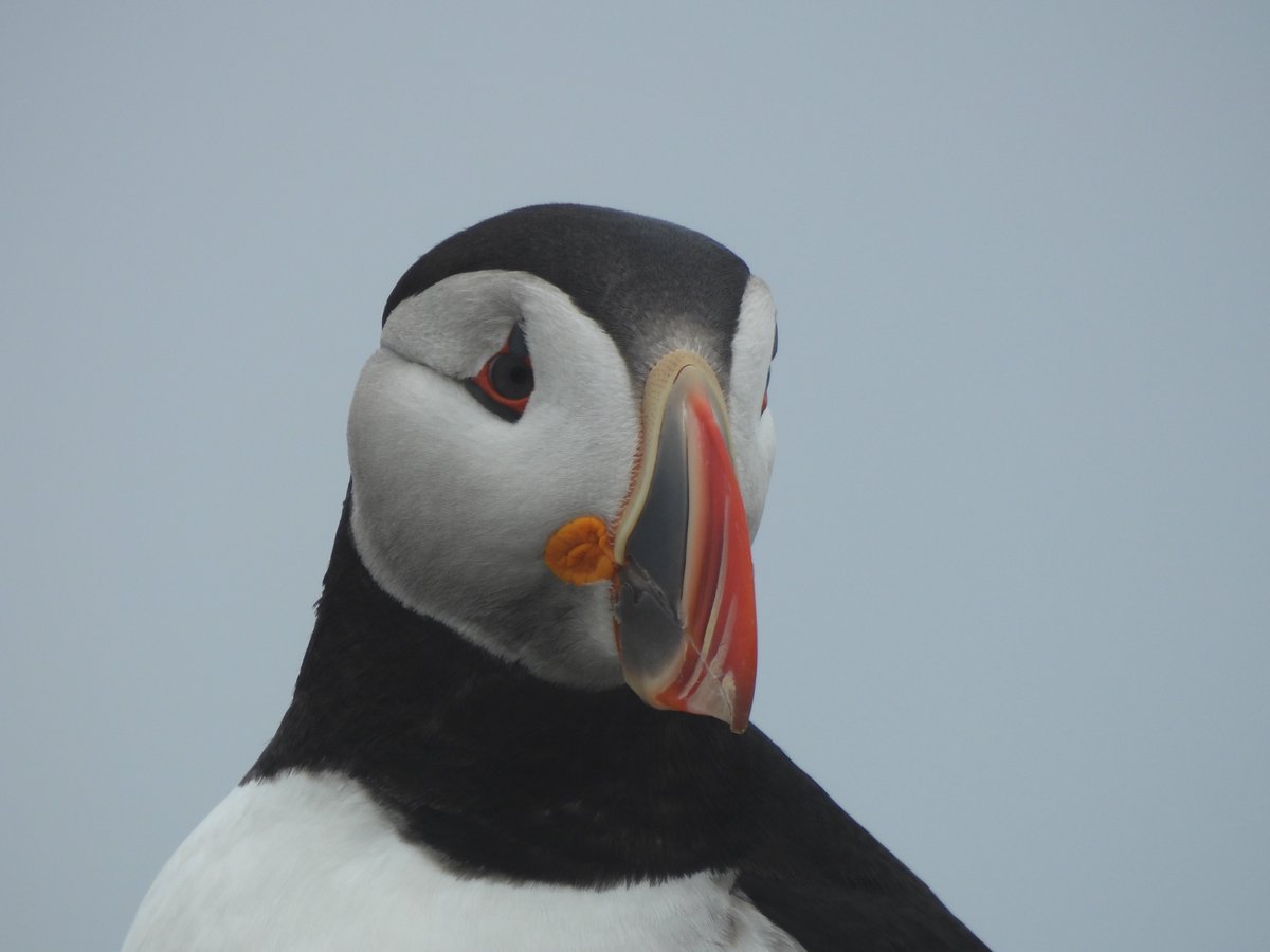 cormorantics's tweet photo. saw my dream bird. i can die happy now https://t.co/Bv81on4YZ1