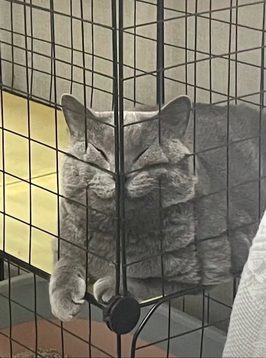 animal_kyawa_'s tweet photo. 🤣🤣🤣
この表情は反則 https://t.co/jtqhvV2SSY