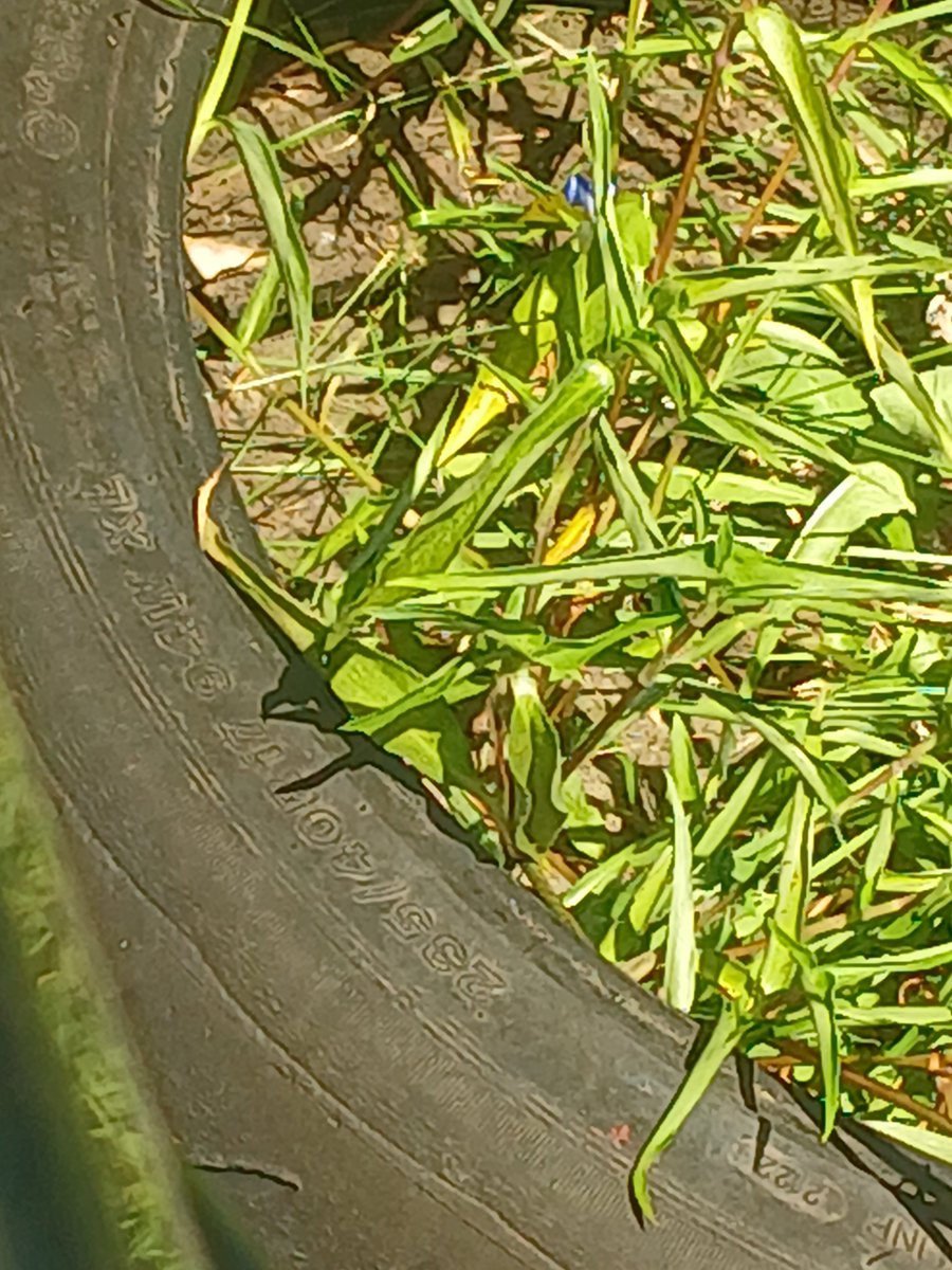 Lev2_monkey's tweet photo. 某ブラックマーク付きまくりのスポットに捨てられてるバリノ　235/40/R17ってどんな車に履くんやろ…汁とか3ナンバークラスの車な希ガス、ていうか溝めっちゃ残ってるように見えるけどもう使えないんかな https://t.co/fsPUqfv6jx