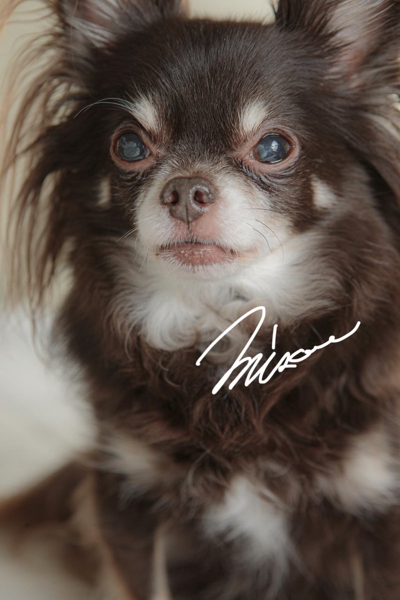 zerooffice11's tweet photo. 今日のわんこ

#チワワ #犬のいる生活 #japan https://t.co/7l3n8EgvPq