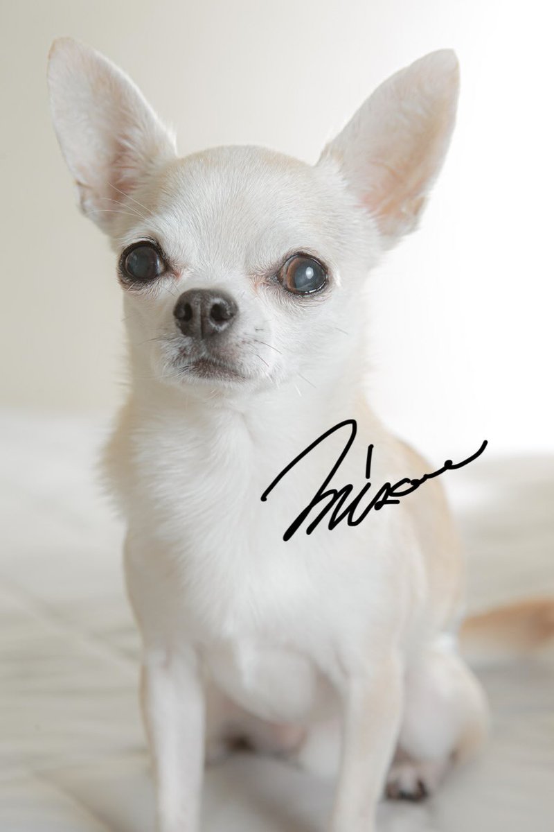 zerooffice11's tweet photo. 今日のわんこ

#チワワ #犬のいる生活 #japan https://t.co/7l3n8EgvPq