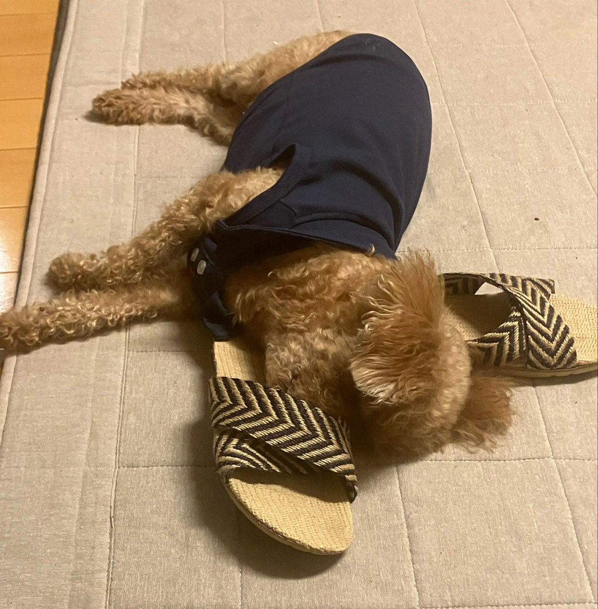 H960120's tweet photo. ゆっくり寝れるかい https://t.co/Aegt6O10u7