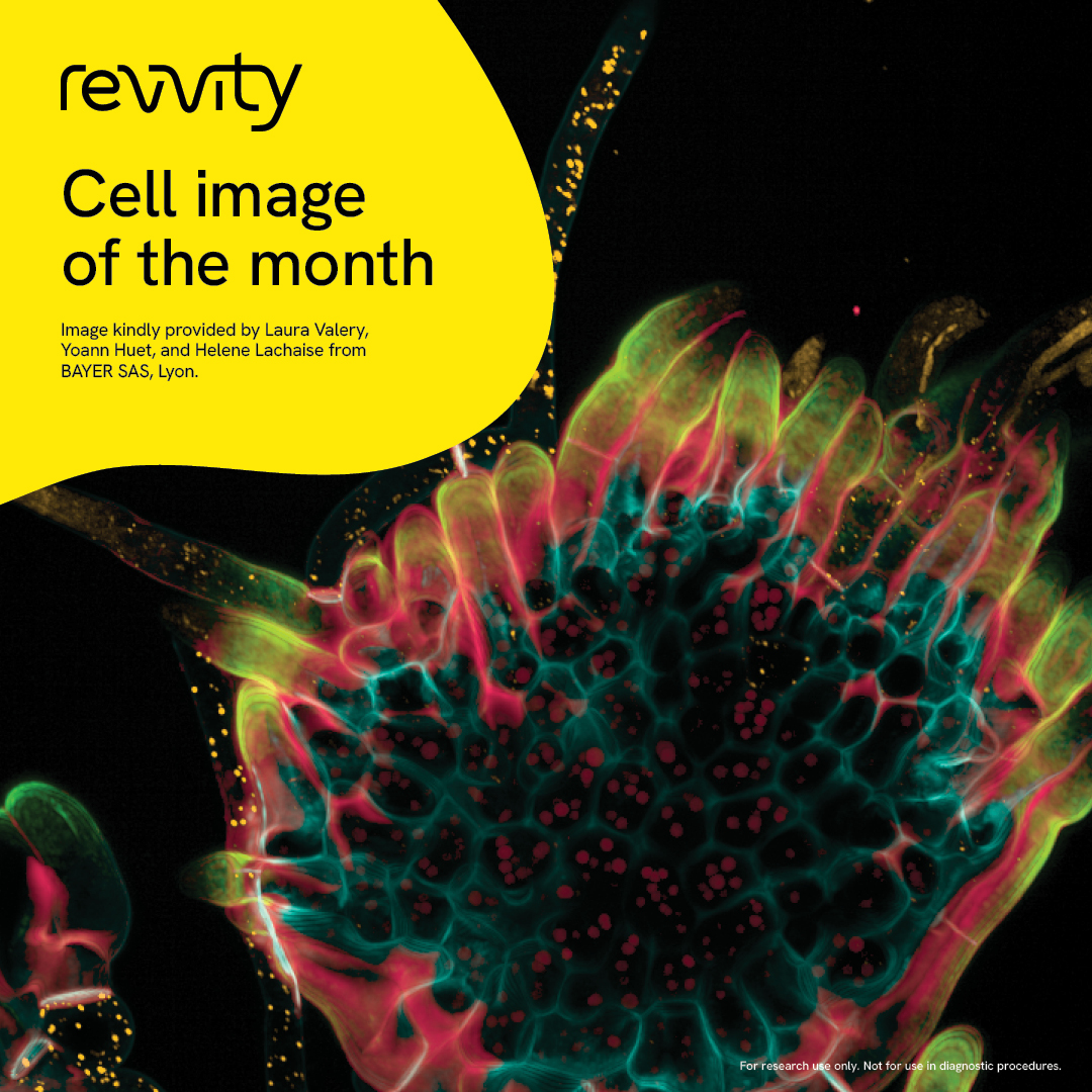 RevvityInc's tweet photo. Be amazed by our August image of the month showing an infection structure of the plant-pathogenic fungus, Botrytis cinerea, observed using an Opera Phenix™ Plus high-content screening system. https://t.co/jXl8oiILYc

Color key: nuclei in far-red, lipid droplets in orange, chitin in the fungal cell wall in bright blue, calcofluor in white, hyphal tips in green, autofluorescence from the organism in pink.

Do you have any beautiful images from our HCS instruments? Send them – we’d love to see them!
