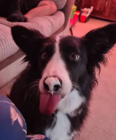 BreedCollie's tweet photo. Blehhhhh :p https://t.co/ejyRytXDRm