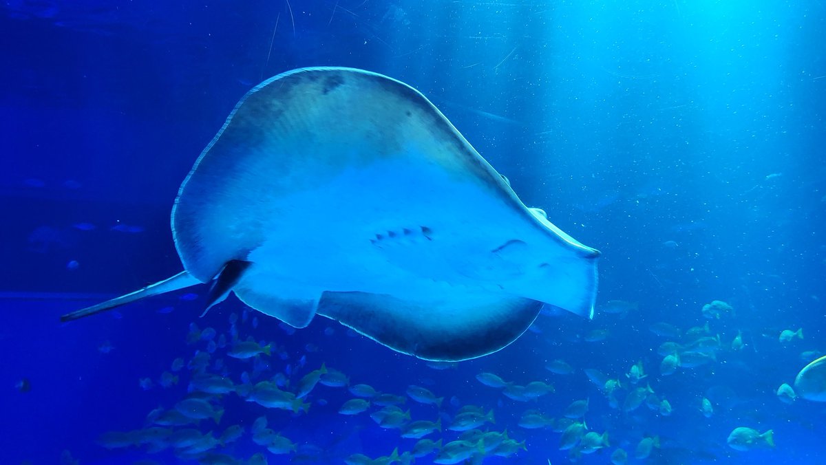 TentenNoname's tweet photo. のとじま水族館連れて行ってもらって、ペンギンのうんち見てきた https://t.co/vHLnwqkP65