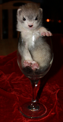 FerretPerHour's tweet photo. https://t.co/Bg1AHmOqvz