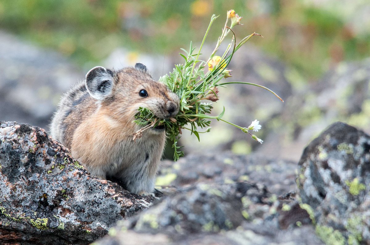 Interior's tweet photo. This American pika isn't picking flowers for decoration. It's building a haystack. 

All summer long, pikas gather grasses, wildflowers and other plants, carrying mouthful after mouthful back to its home. They spread the plants out to dry in the sun, then stash them away for the long alpine winter. 

Photo at Rocky Mountain National Park by Eivor Kuchta